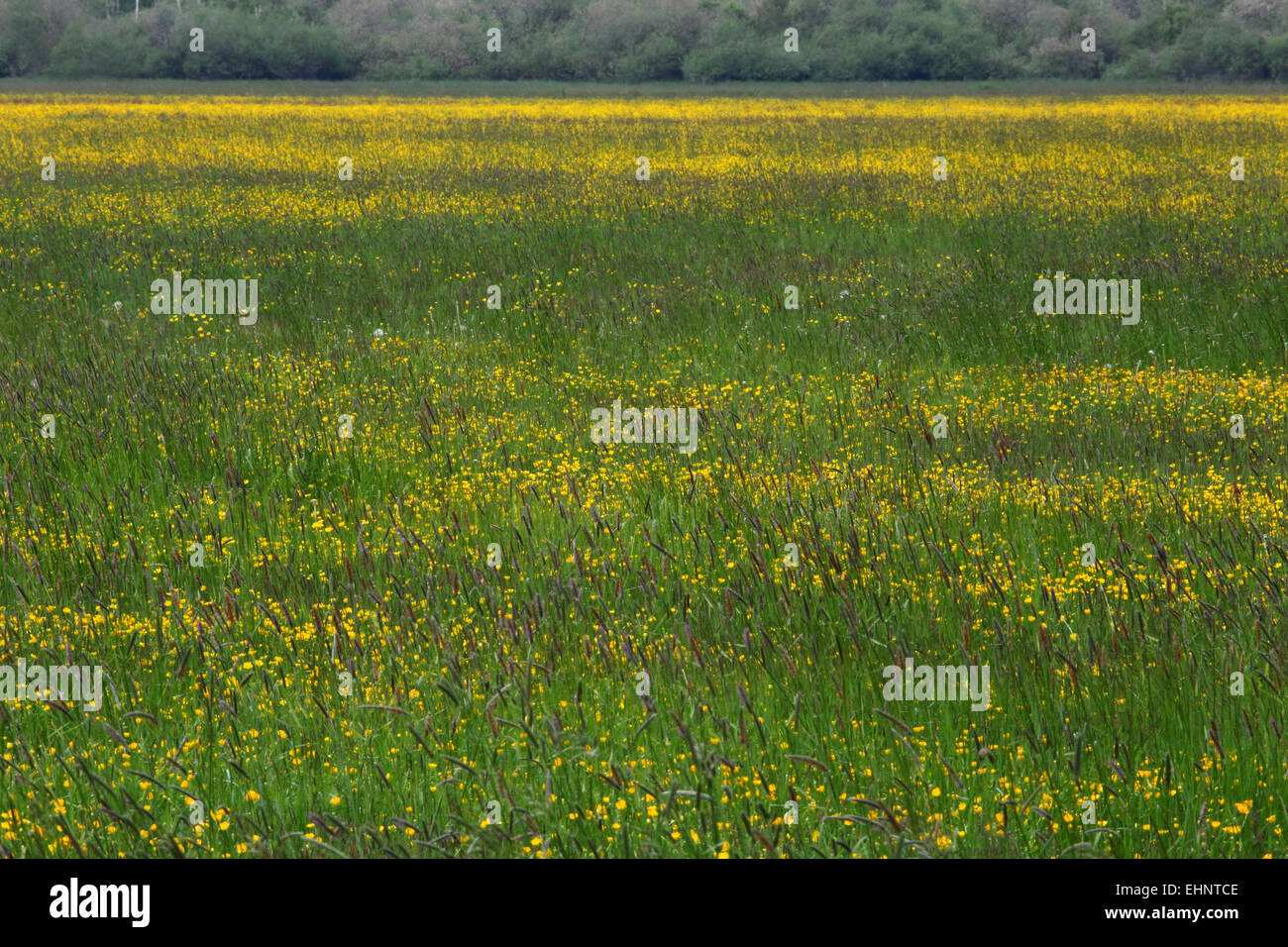 Meadow with Tall Buttercup, Ranunculus acris Stock Photo