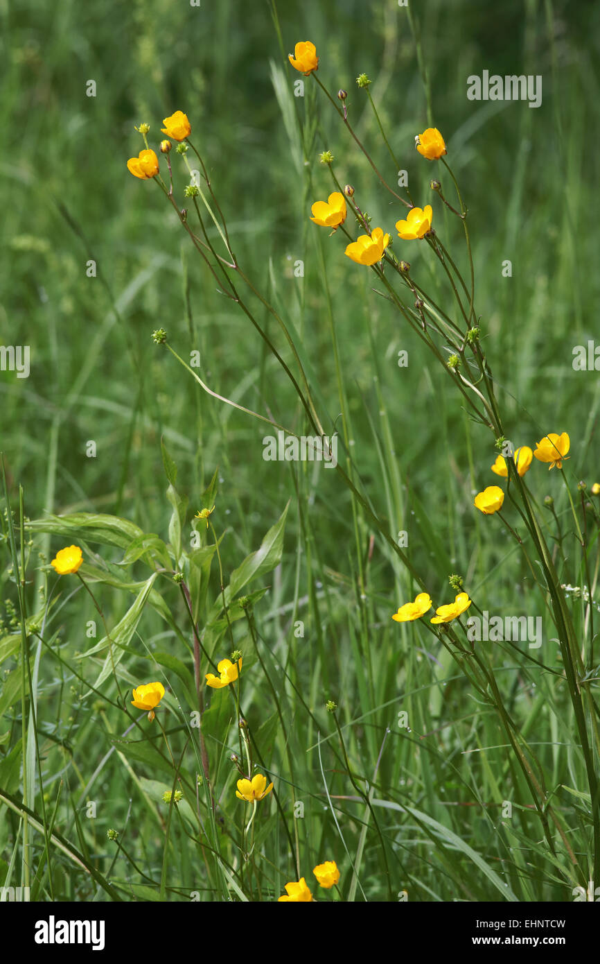 Tall Buttercup, Ranunculus acris Stock Photo