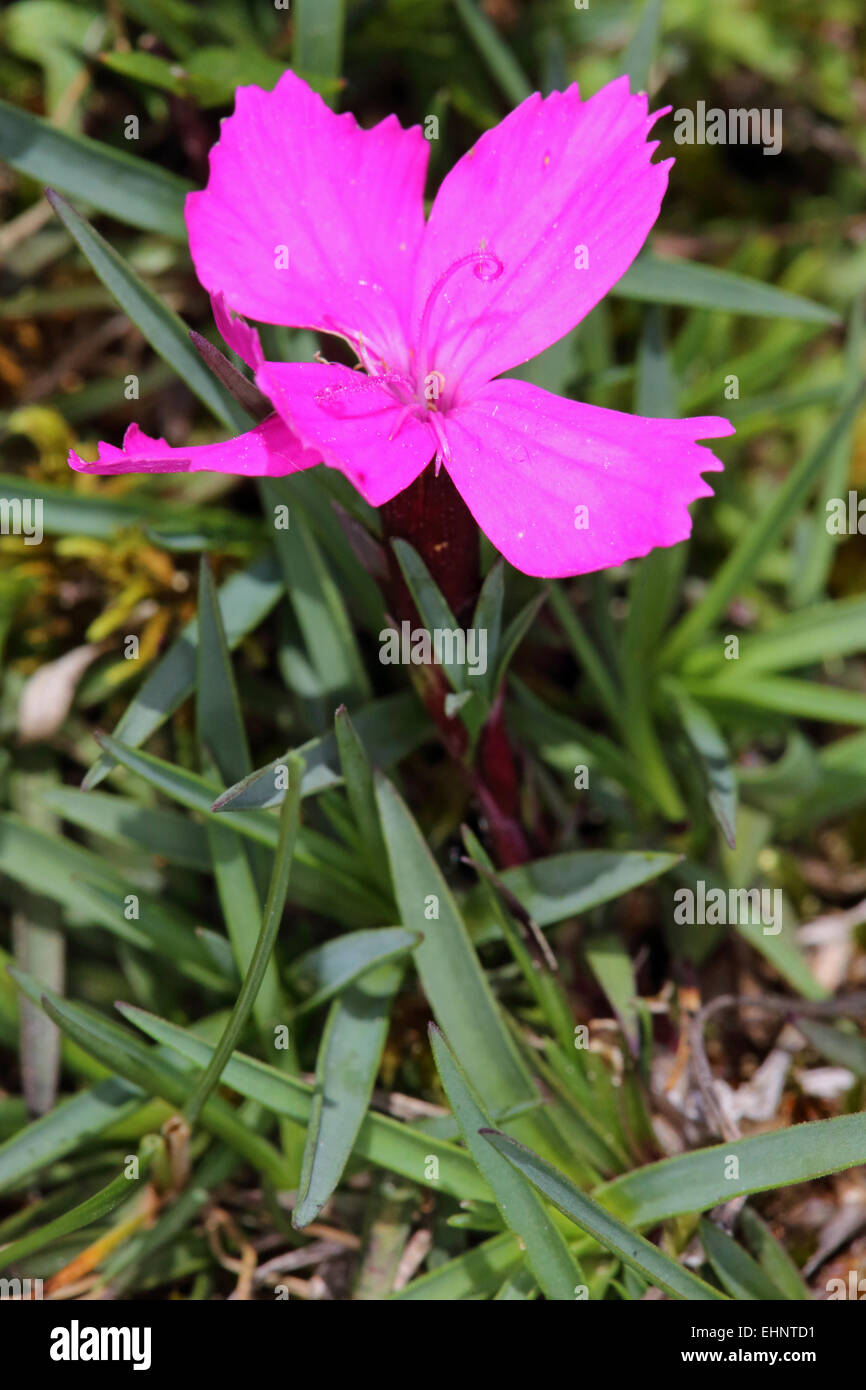 Cheddar pink, Dianthus gratioanopolitanus Stock Photo