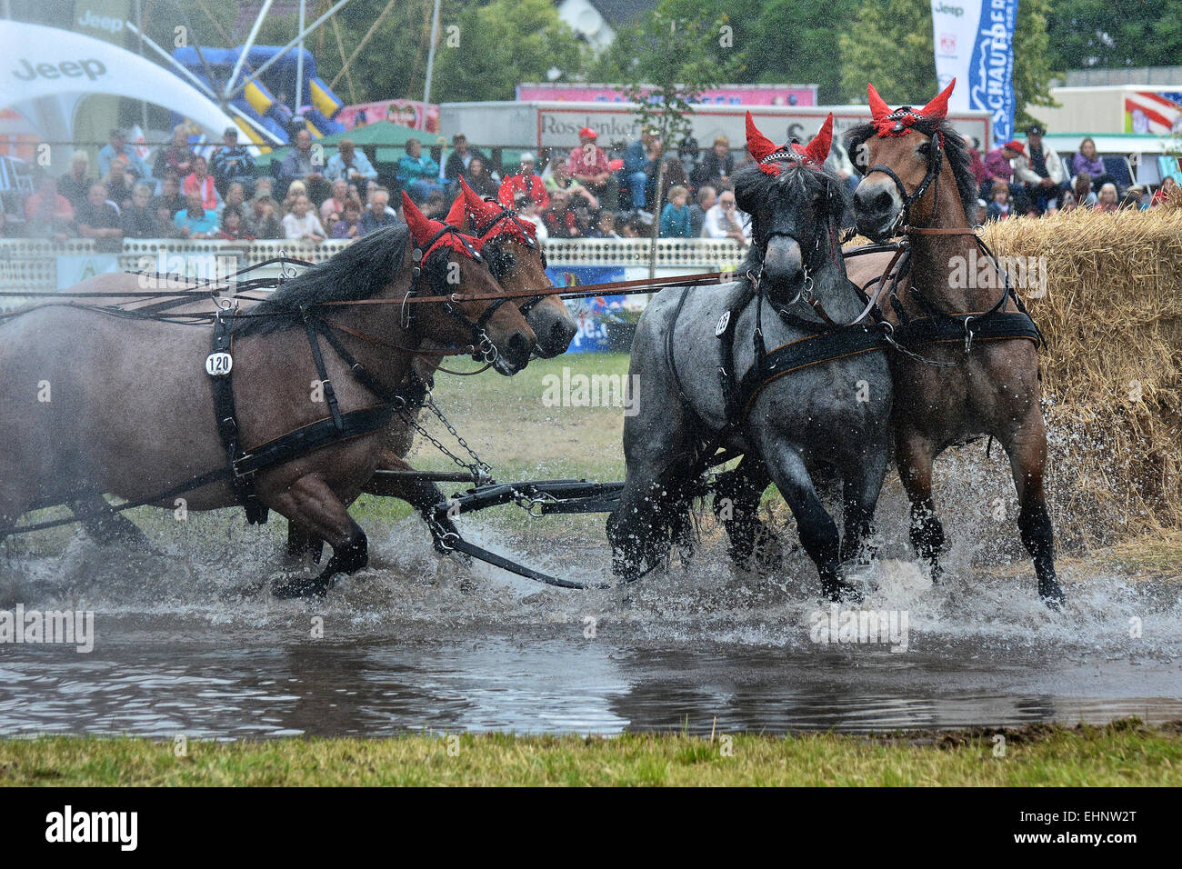 Draft Horse Racing in Germany Stock Photo