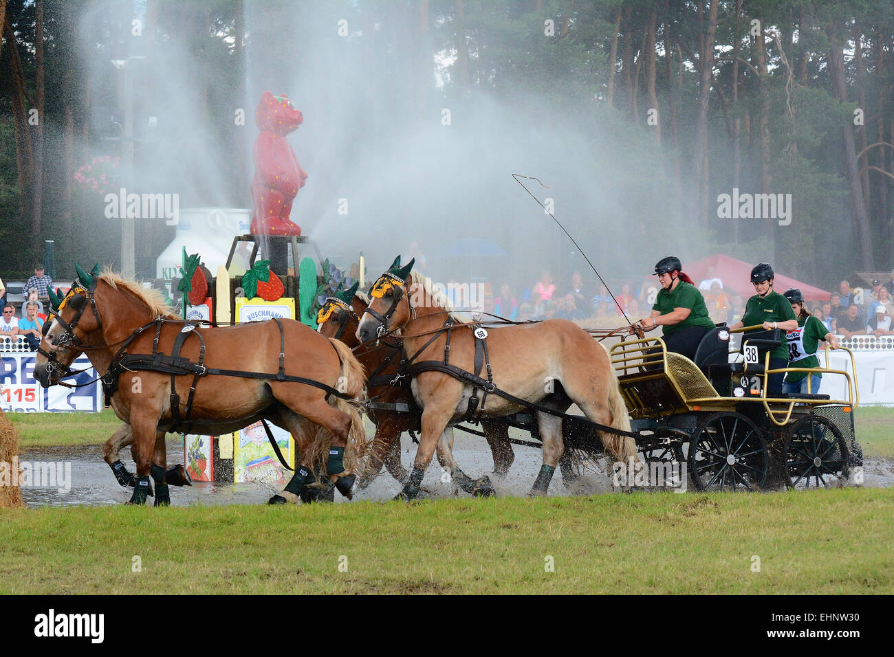 Draft Horse Racing in Germany Stock Photo