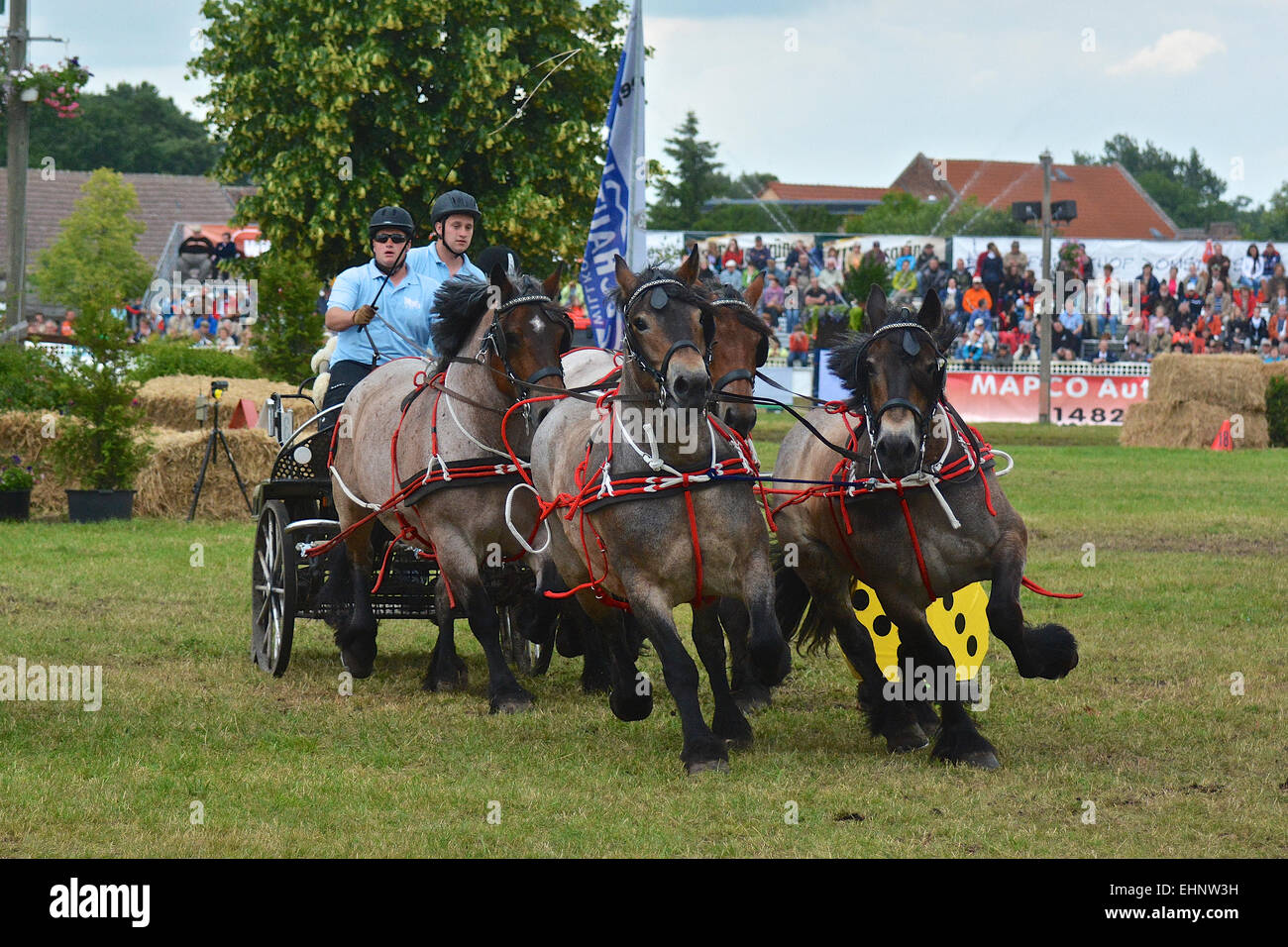 Draft Horse Racing in Germany Stock Photo