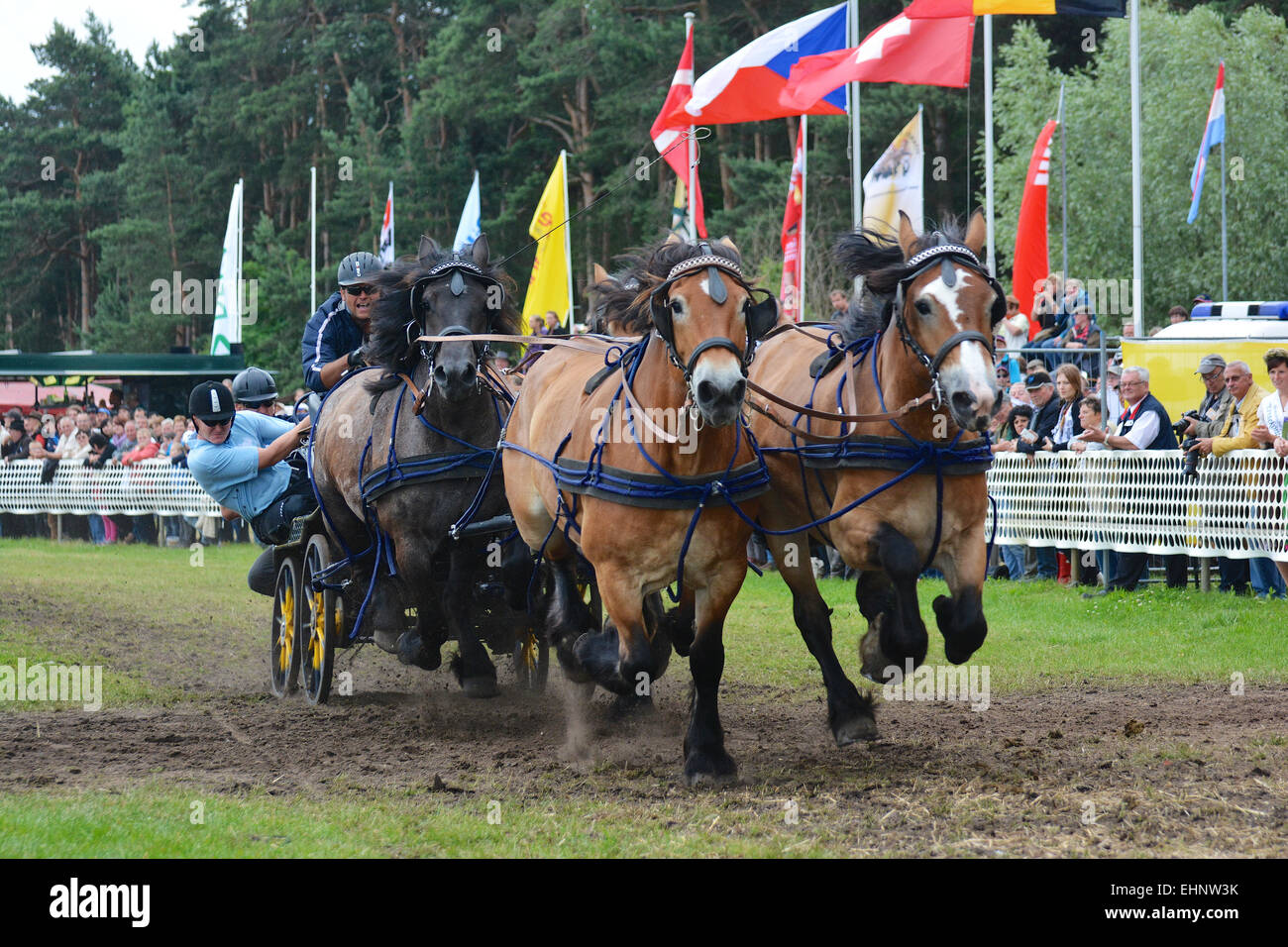 Draft Horse Racing in Germany Stock Photo