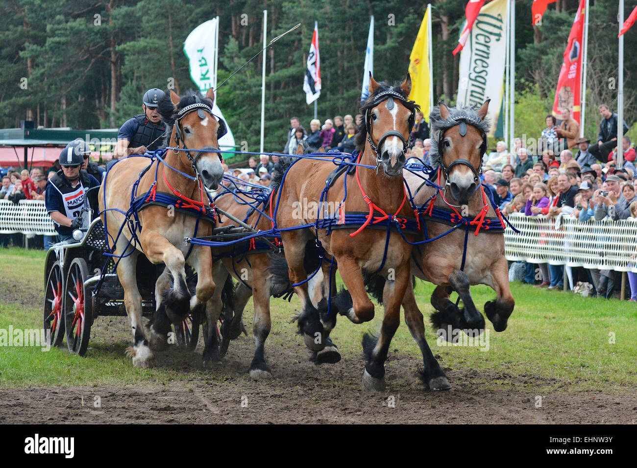 Draft Horse Racing in Germany Stock Photo