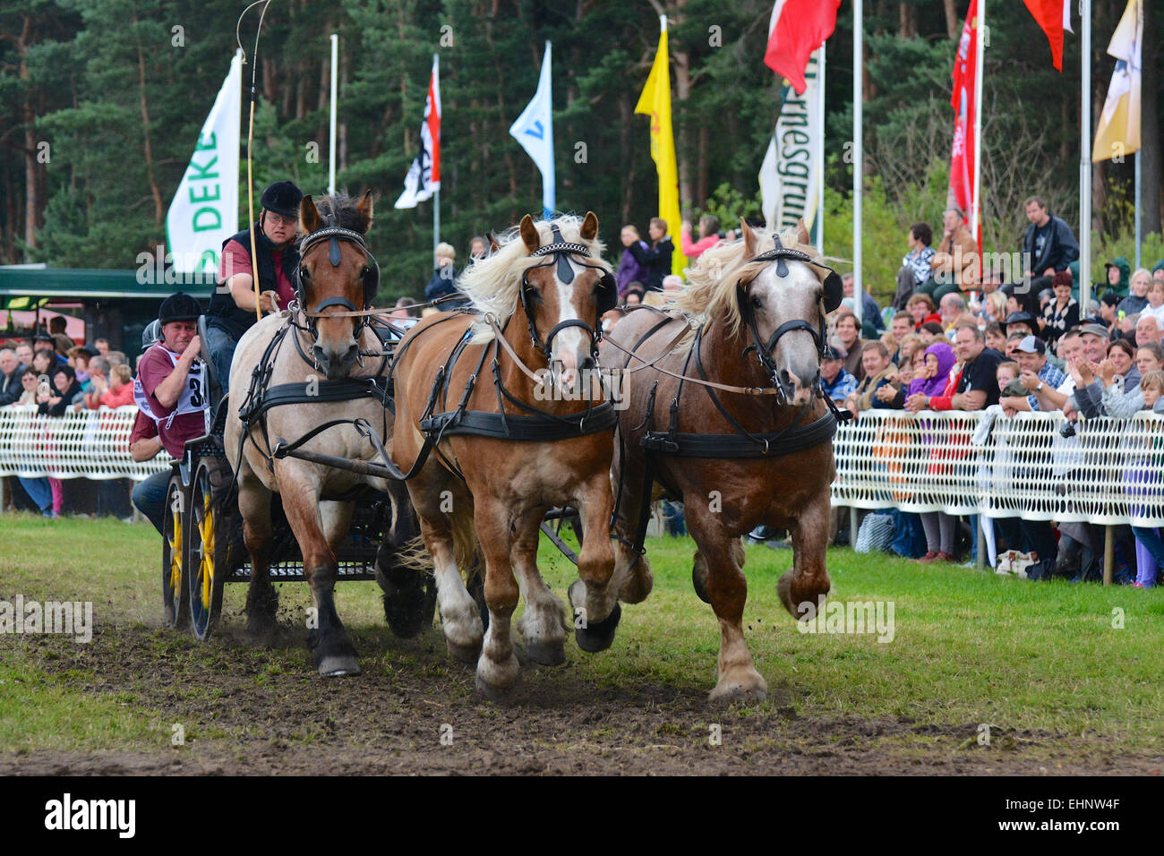 Draft Horse Racing in Germany Stock Photo