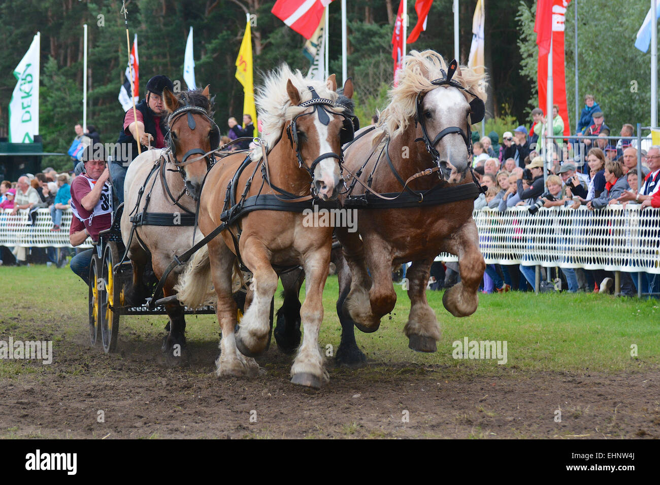 Draft Horse Racing in Germany Stock Photo