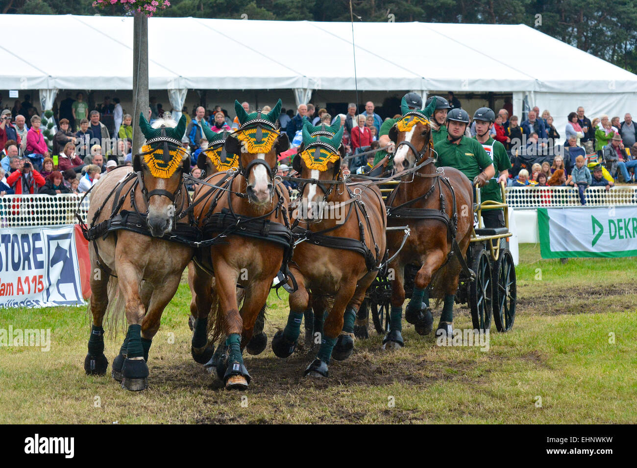 Draft Horse Racing in Germany Stock Photo
