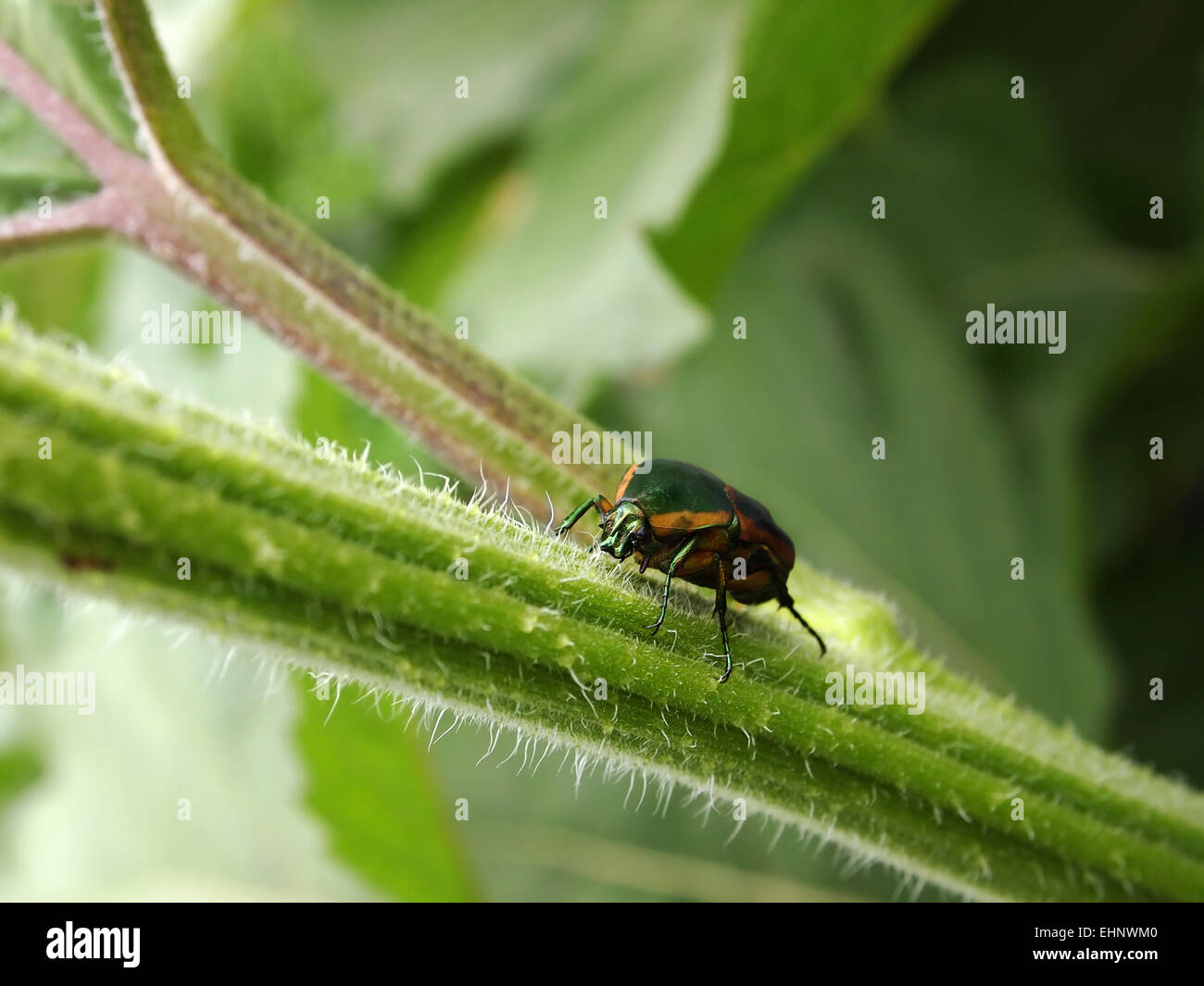 An iridescent Green June Beetle climbs up a hairy stalk in a garden. Stock Photo