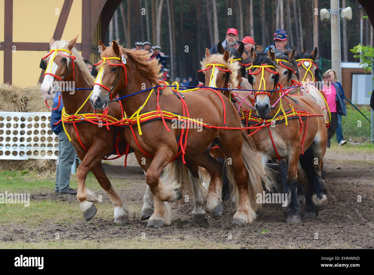 Draft Horse Racing in Germany Stock Photo