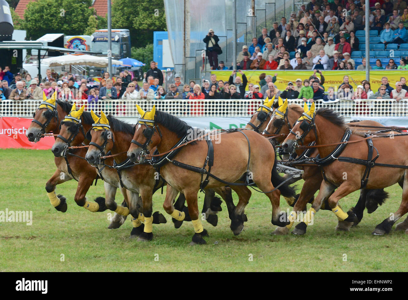 Draft Horse Racing in Germany Stock Photo