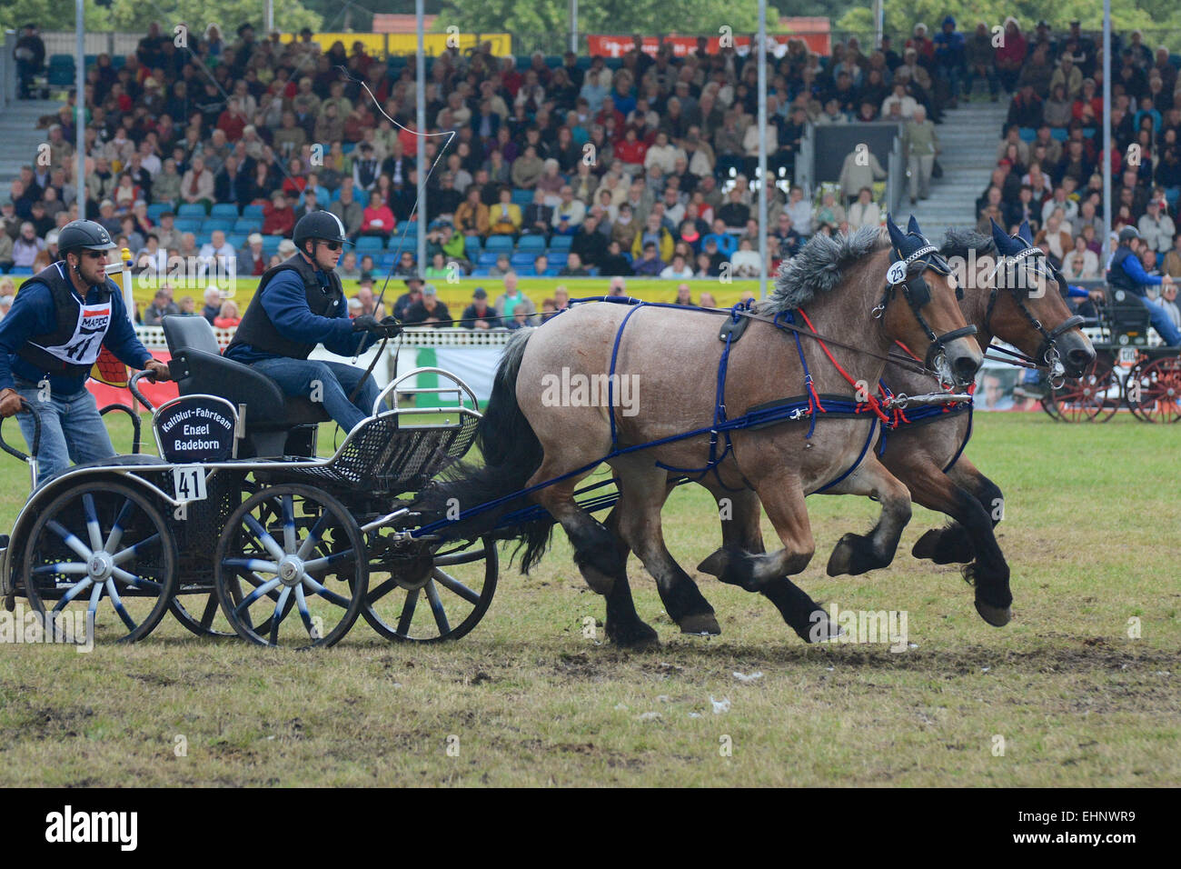 Draft Horse Racing in Germany Stock Photo