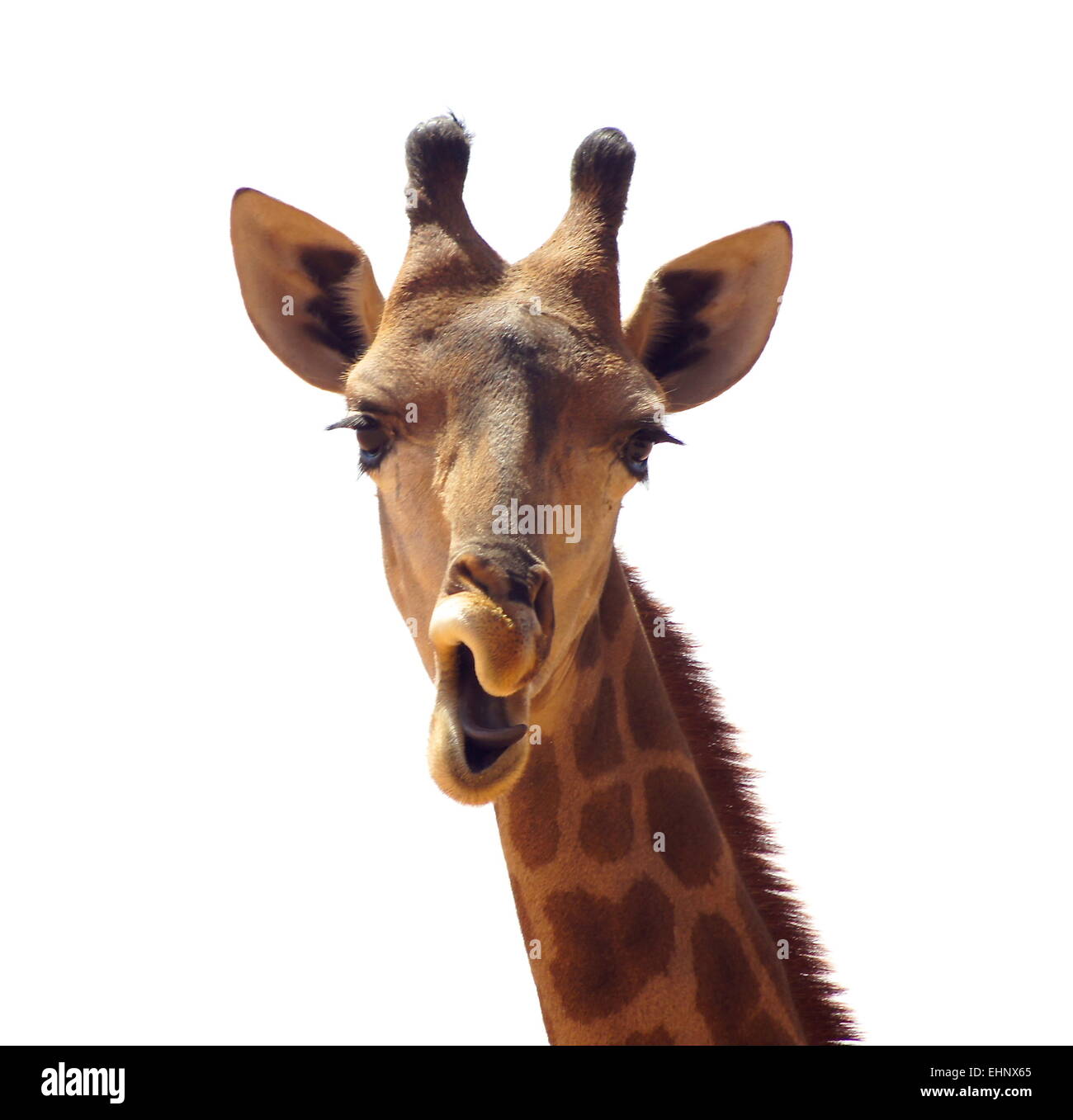 African animal kingdom hi-res stock photography and images - Alamy