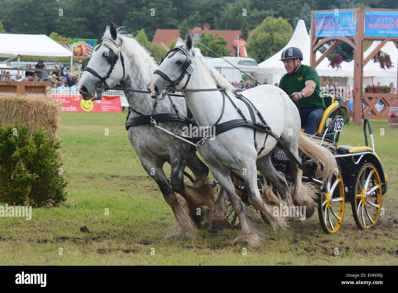 Draft Horse Racing in Germany Stock Photo