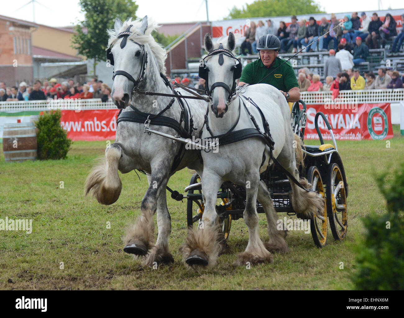 Draft Horse Racing in Germany Stock Photo