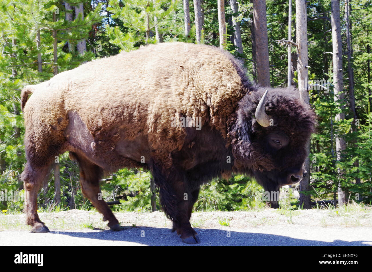 USA - Yellowstone bison Stock Photo
