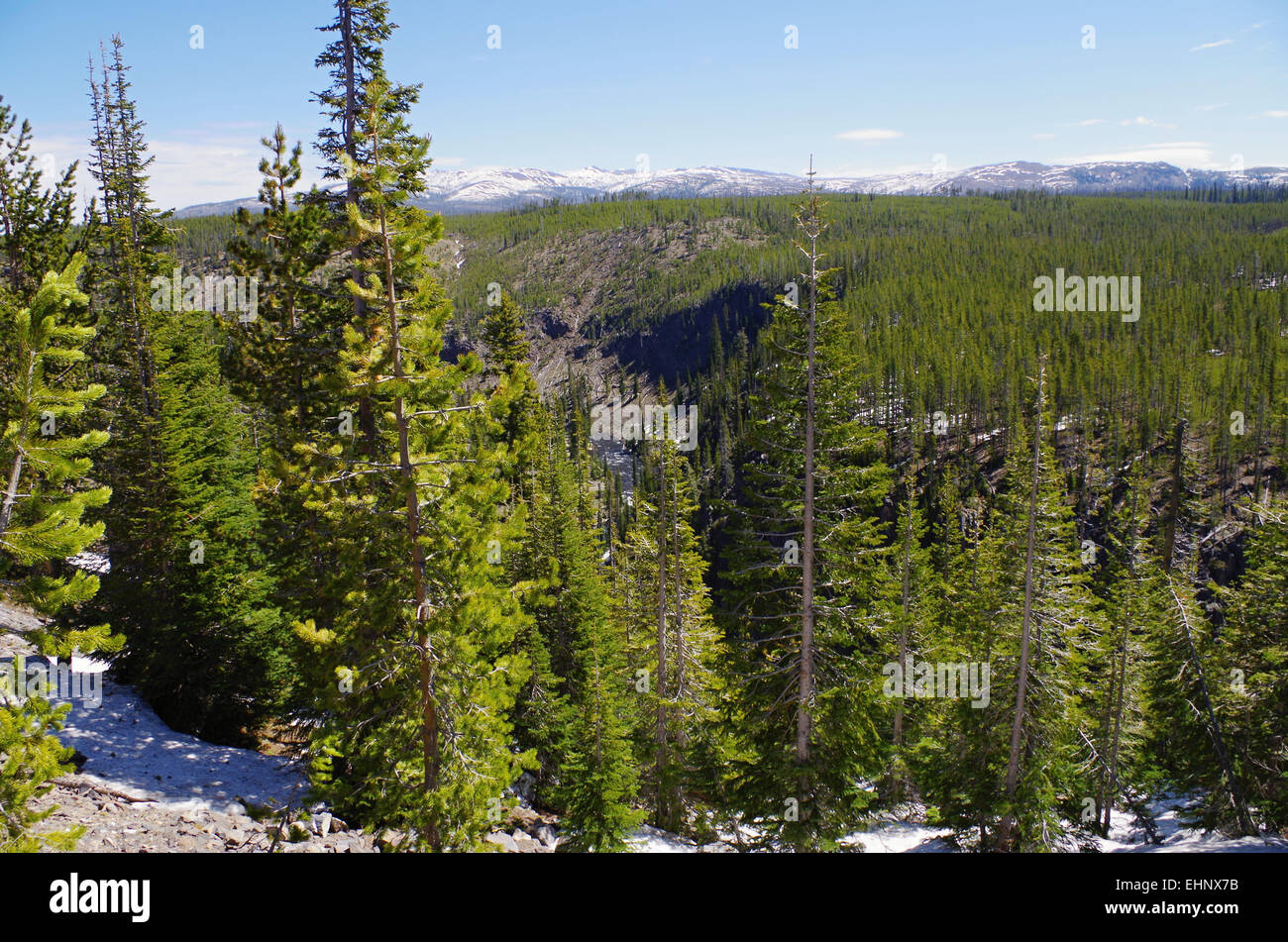 USA - Yellowstone forest Stock Photo