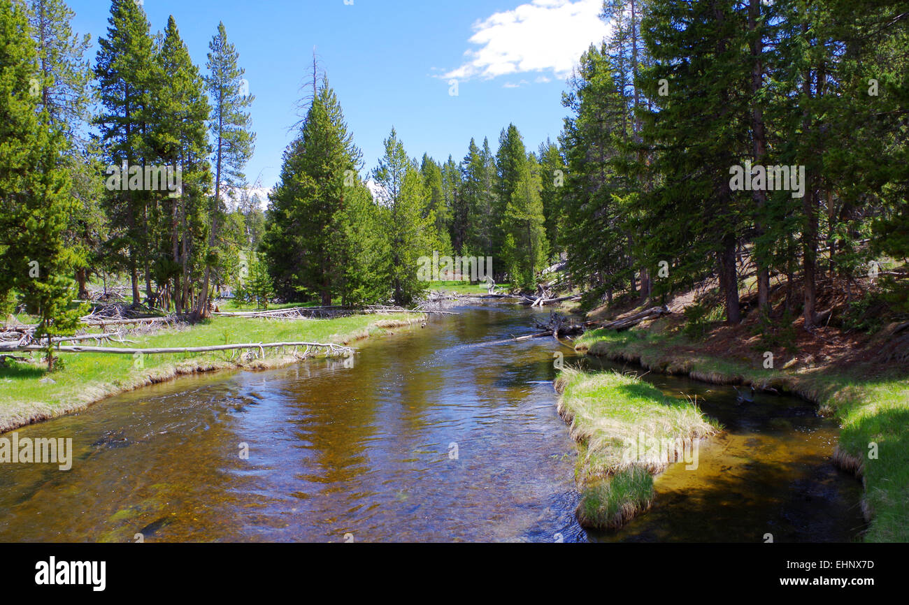 USA - Yellowstone river in forest Stock Photo