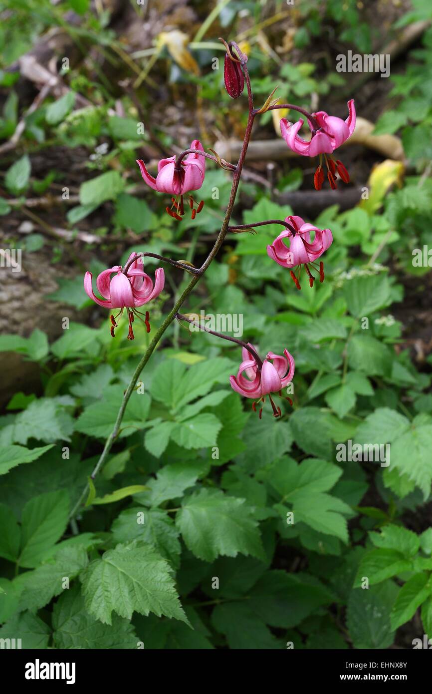 Lilium martagon, Turk's cap lily Stock Photo