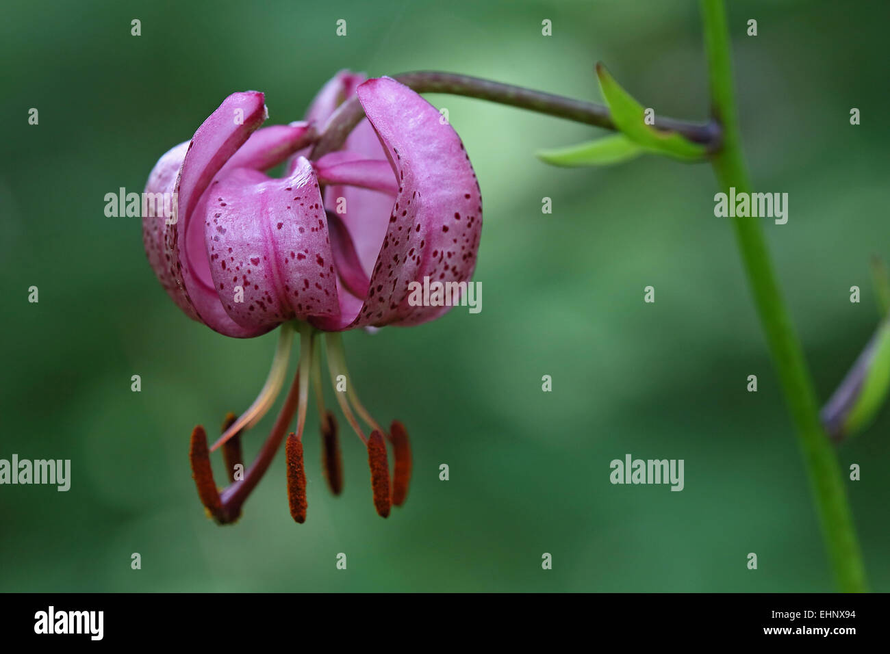 Lilium martagon, Turk's cap lily Stock Photo
