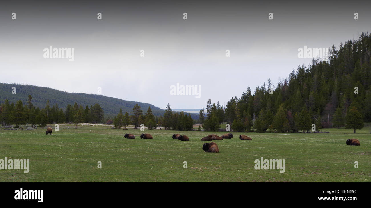 USA - Yellowstone Stock Photo - Alamy