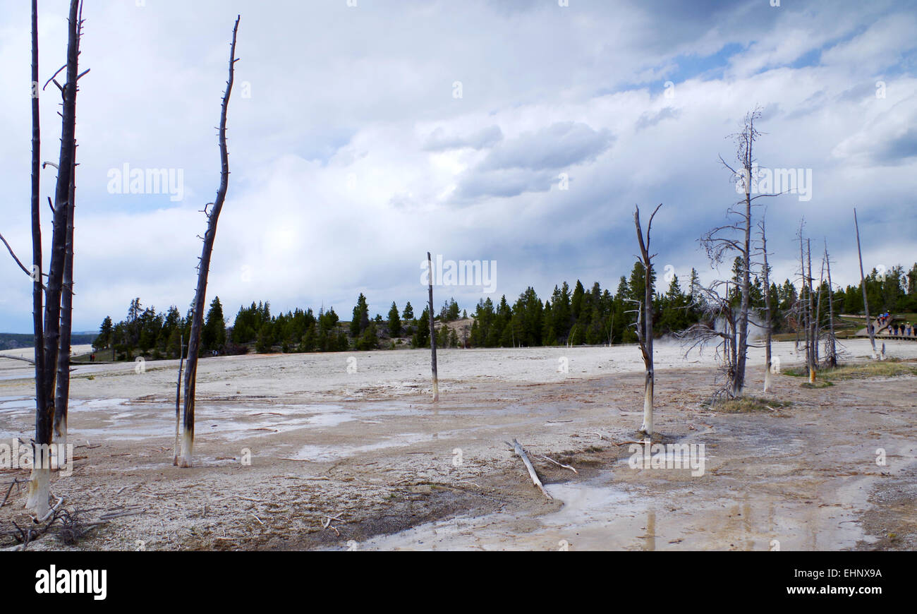USA - Yellowstone dead tree Stock Photo