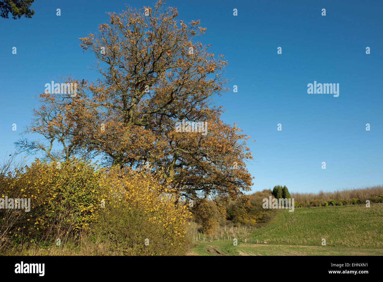 Oak tree and hazel bushes in vivid autumn colour in downland countryside on a bright colourful autumn day with blue sky. Stock Photo