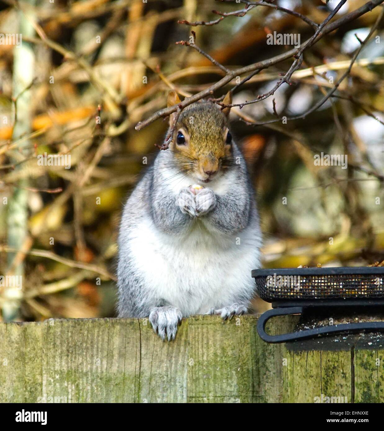 Grey Squirrel enjoying peanuts from the bird feed tray Stock Photo Alamy