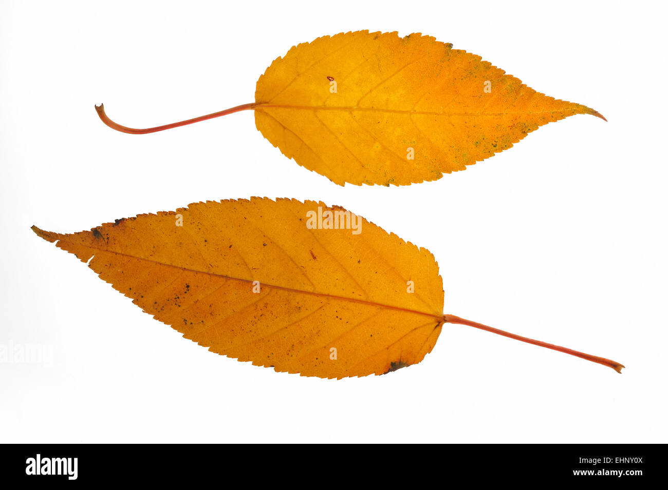 Père David's Maple (Acer davidii) leaves in autumn colours, native to China against white background Stock Photo
