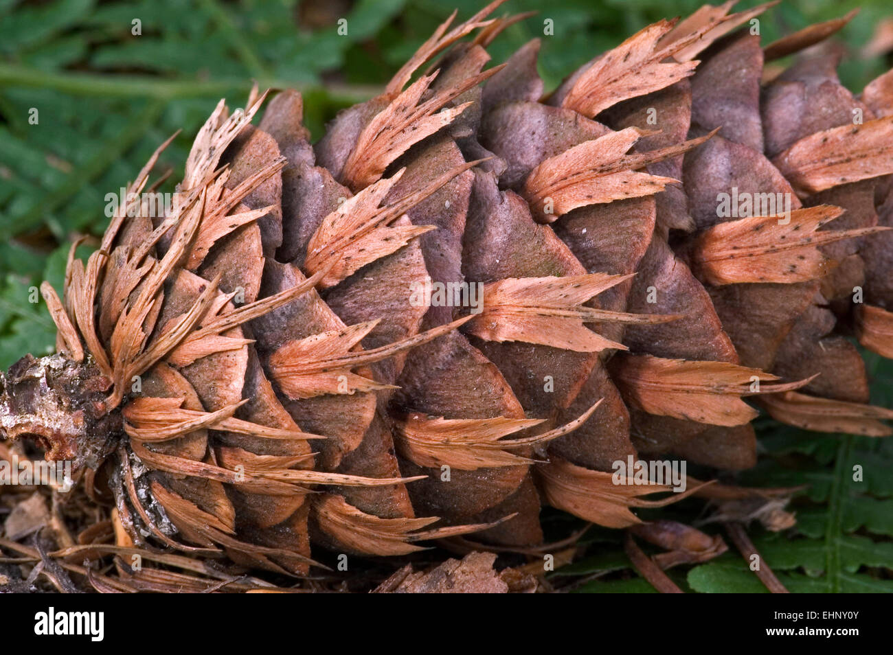 Douglas fir / Oregon pine / Douglas spruce (Pseudotsuga menziesii / Pseudotsuga taxifolia), close up of cone, native to the USA Stock Photo