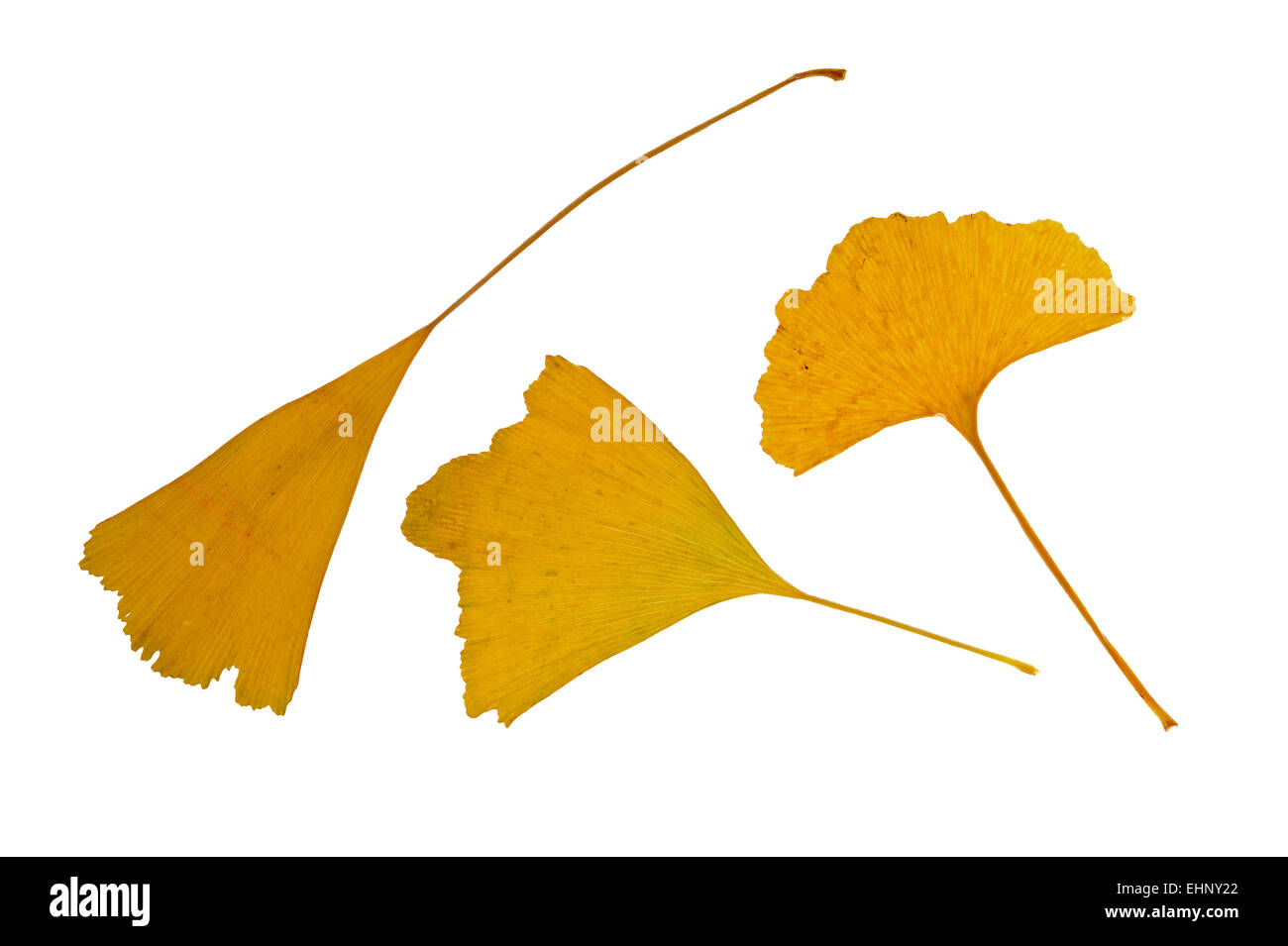 Ginkgo / Maidenhair tree (Ginkgo biloba) leaves in autumn colours, native to China against white background Stock Photo