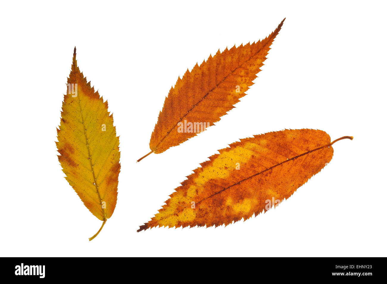 Hornbeam maple (Acer carpinifolium) leaves in autumn colours, native to Japan against white background Stock Photo