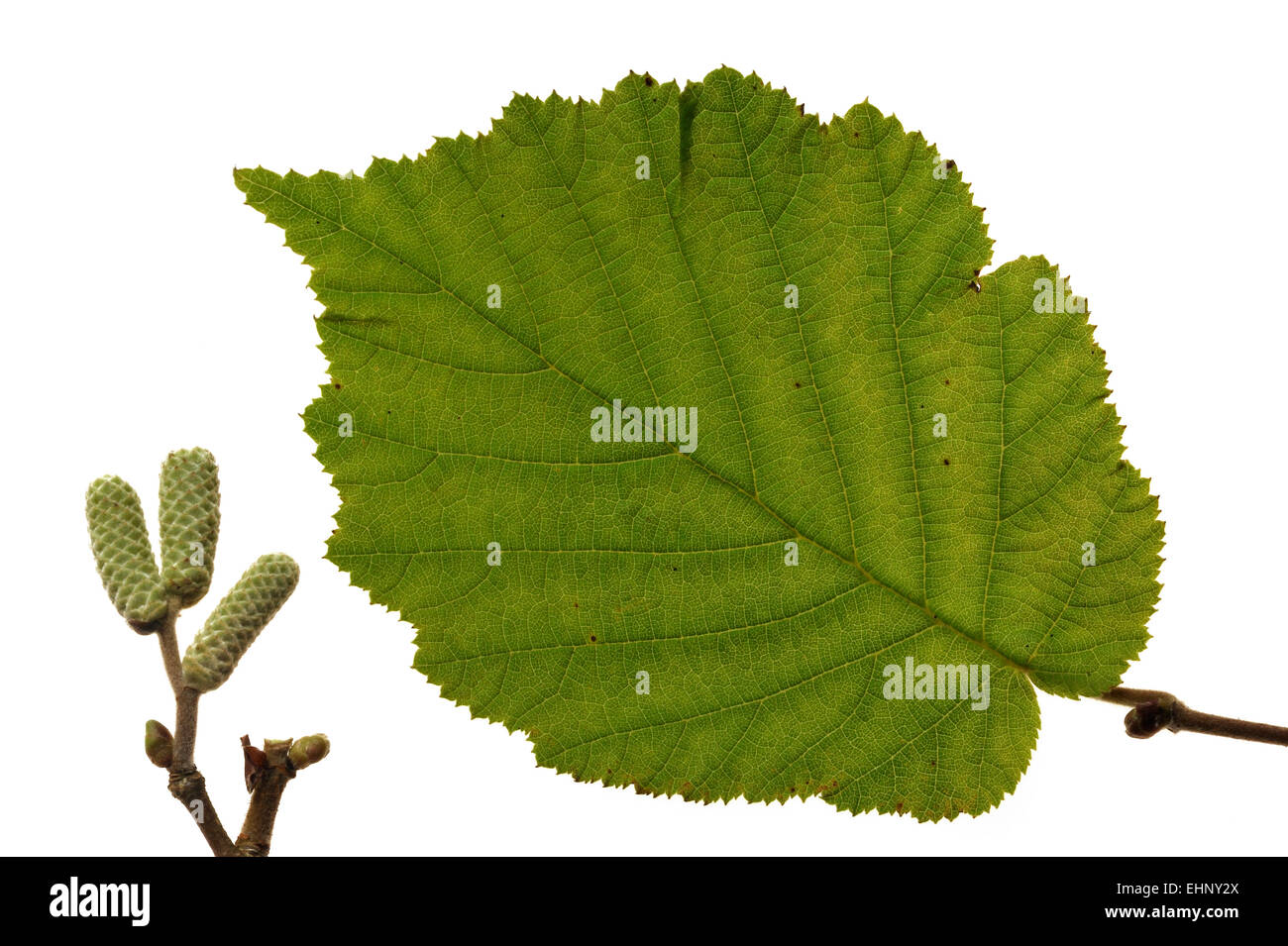 Common hazel (Corylus avellana) leaf and male catkins against white background Stock Photo