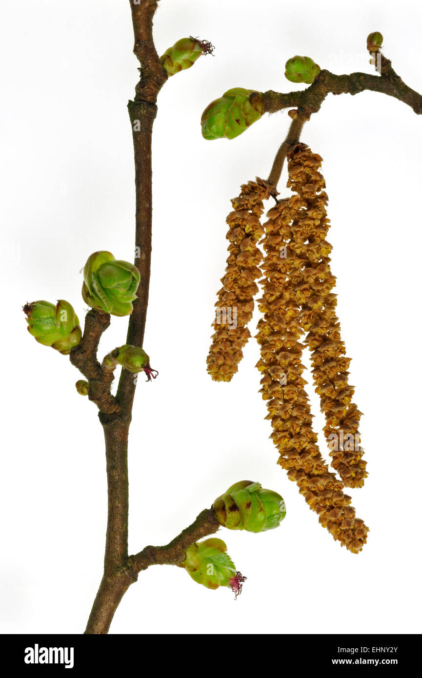Common hazel (Corylus avellana) male catkins and female inflorescence against white background Stock Photo