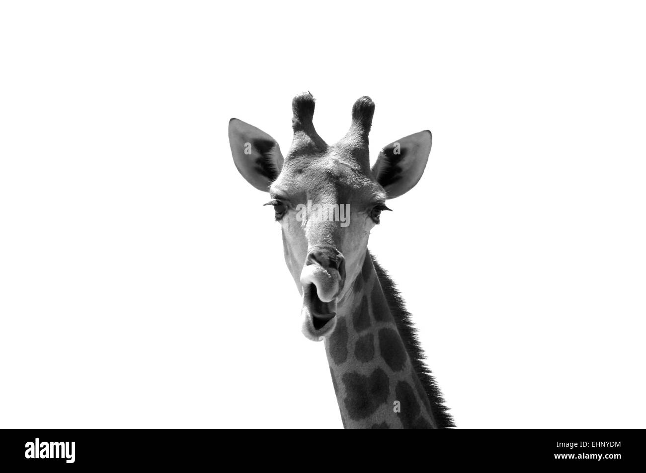 Black and white photograph of Giraffe's head taken at the Nofa African Resort in Saudi Arabia Stock Photo