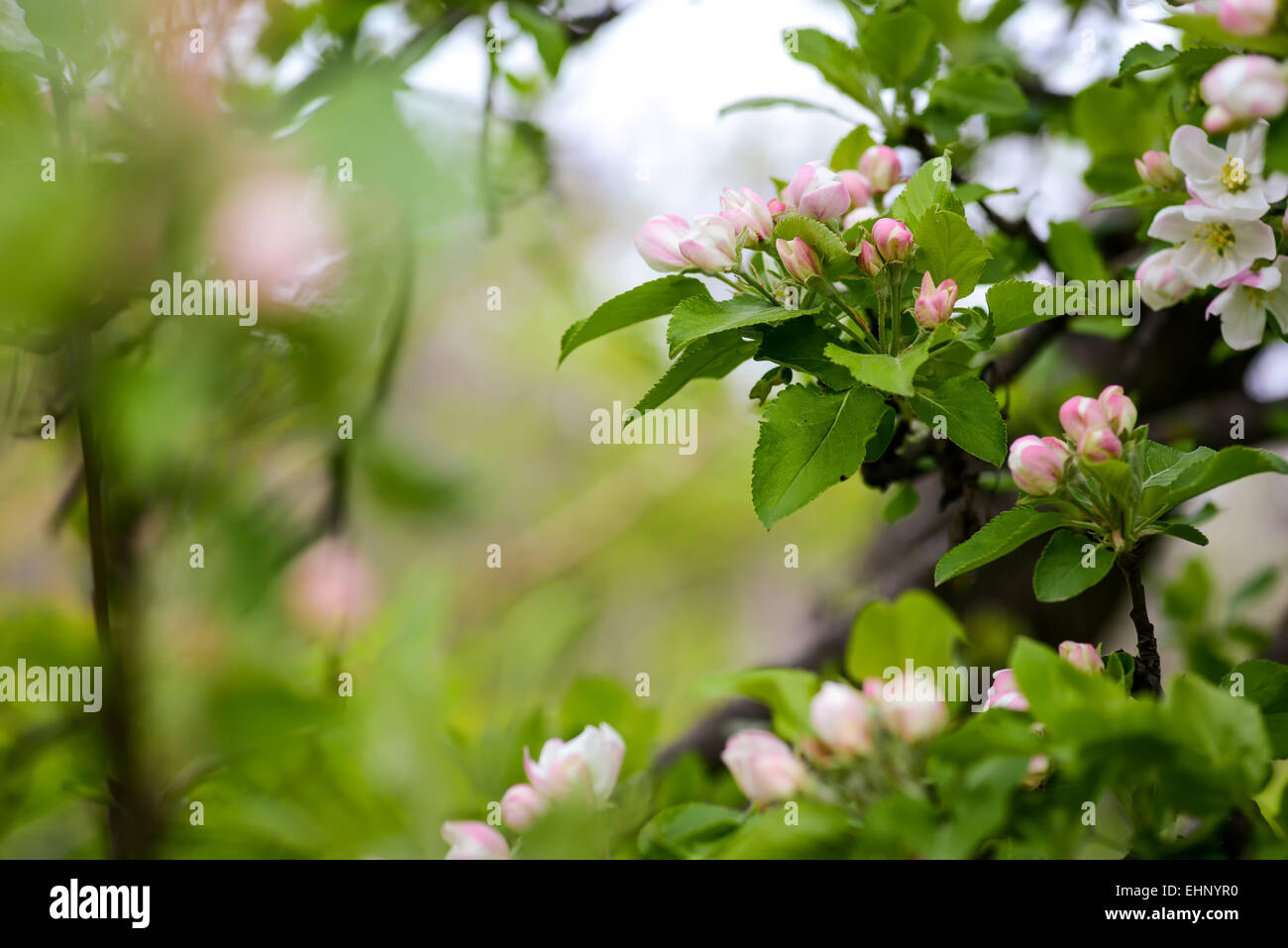 Apple blossoms in spring on a hot day Stock Photo