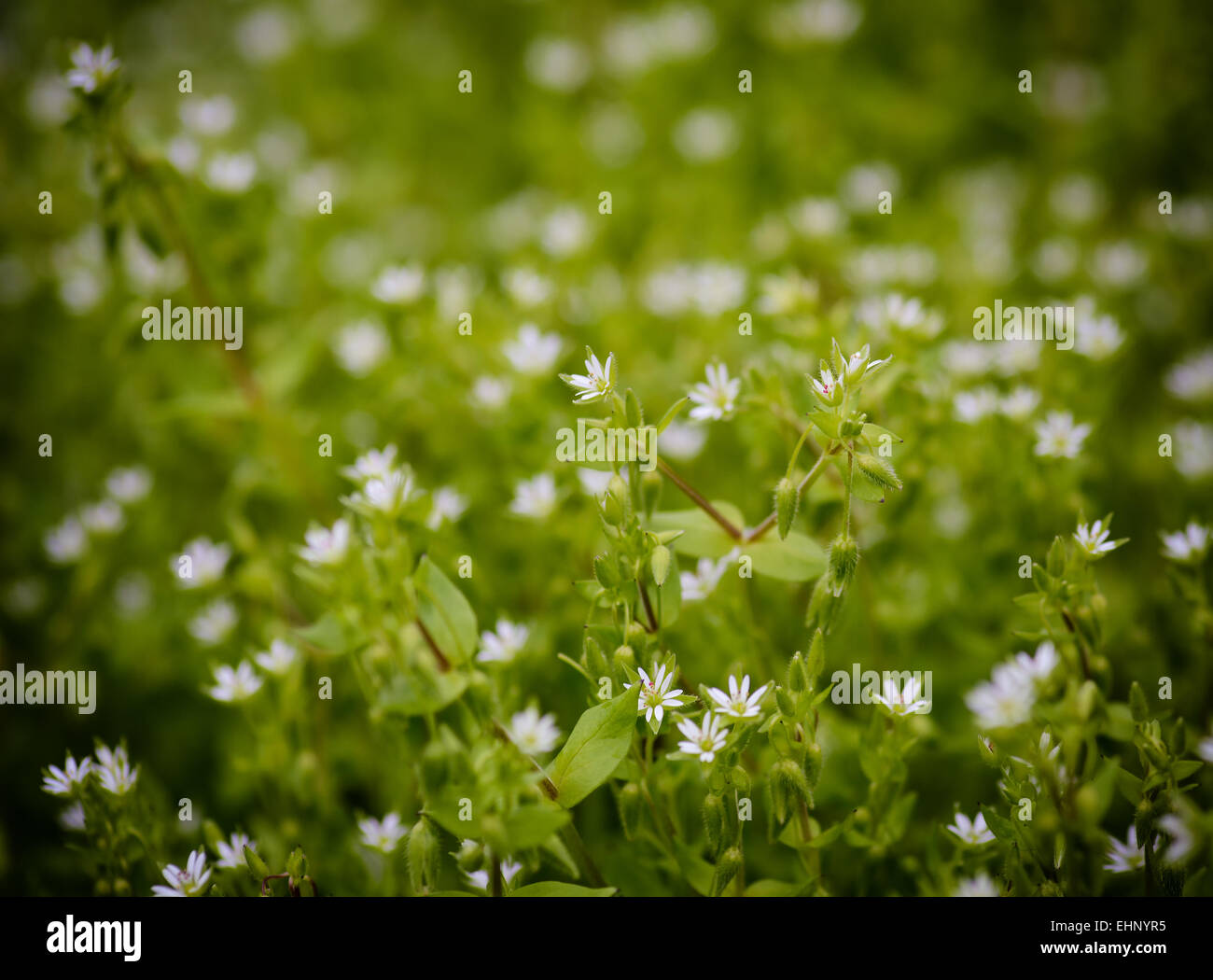 Sun and wildflowers hi-res stock photography and images - Alamy