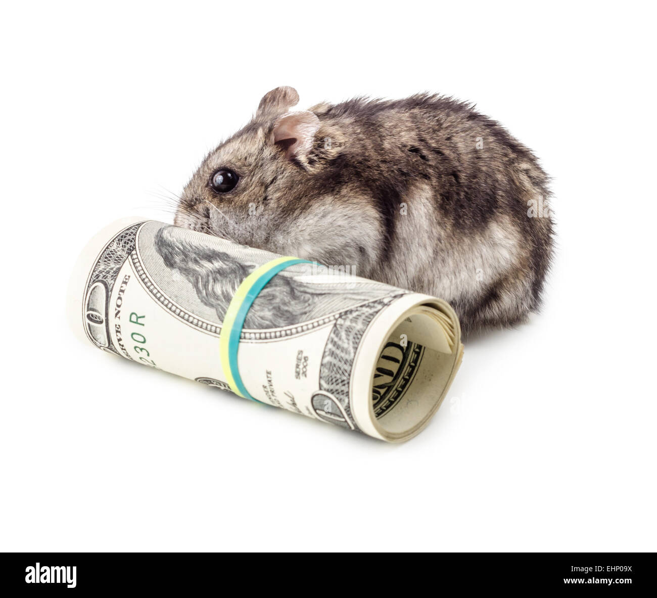 Хомяк зарабатывать деньги нажимать. Хомяк зарабатывать деньги нажимать. Хомяк зарабатывать деньги нажимать. Мышка с денежкой. Крысиные бега богатый папа.