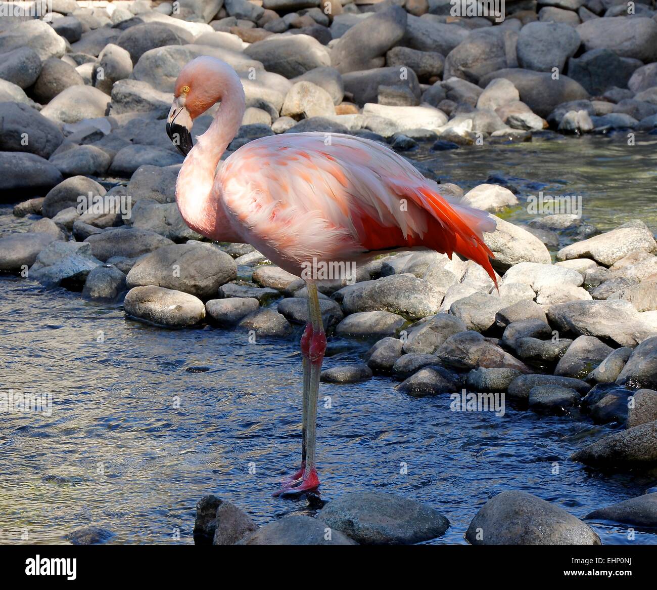 Flamingo standing in pool at the Ritz Carlton Hotel in Bahrain Stock Photo