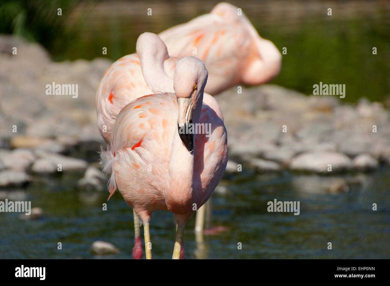 pink flamingos stream deutsch pink flamingos stream deutsch