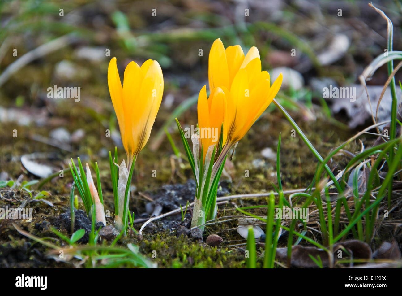 Yellow crocuses on spring  meadow close up Stock Photo