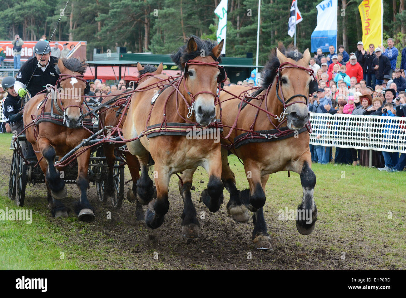 Draft Horse Racing in Germany Stock Photo