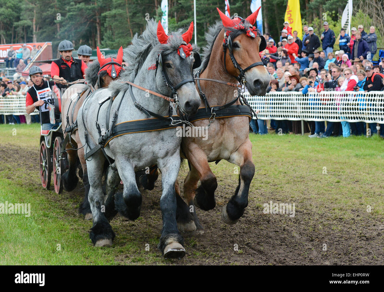 Draft Horse Racing in Germany Stock Photo