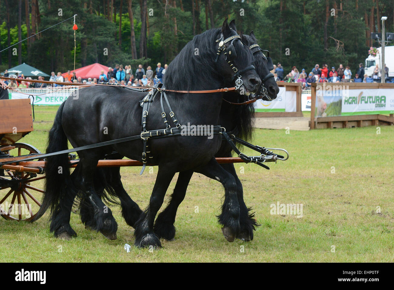 Europeans biggest draft horse show Stock Photo