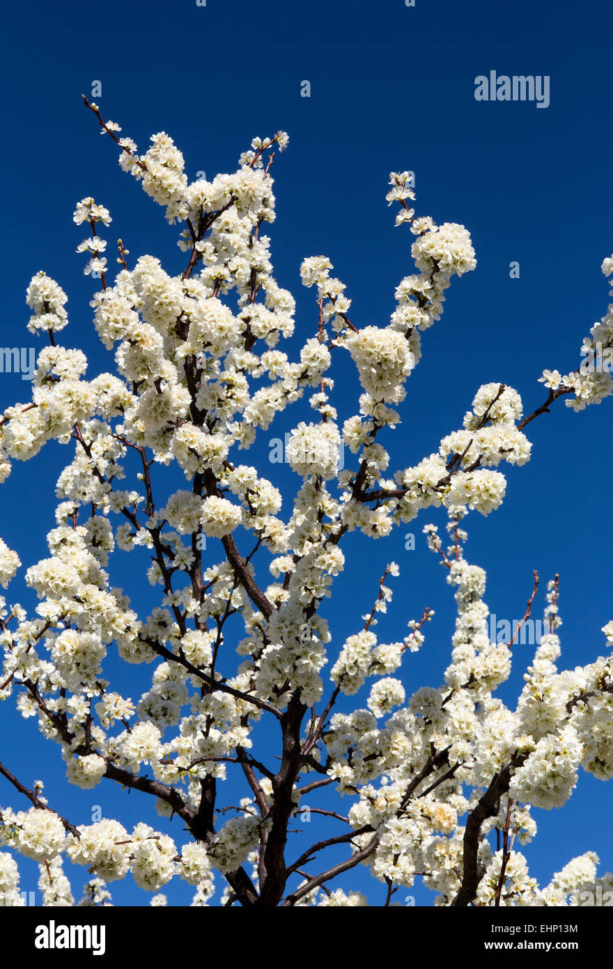almond tree, almond trees, in bloom, Prunus dulcis, Ovid Winery, Pritchard Hill, Napa Valley, California Stock Photo