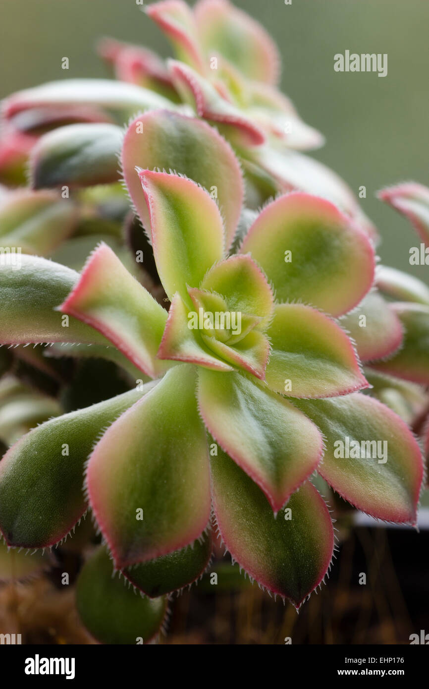 Close up of rosette of the branching succulent, Aeonium 'Kiwi' Stock Photo