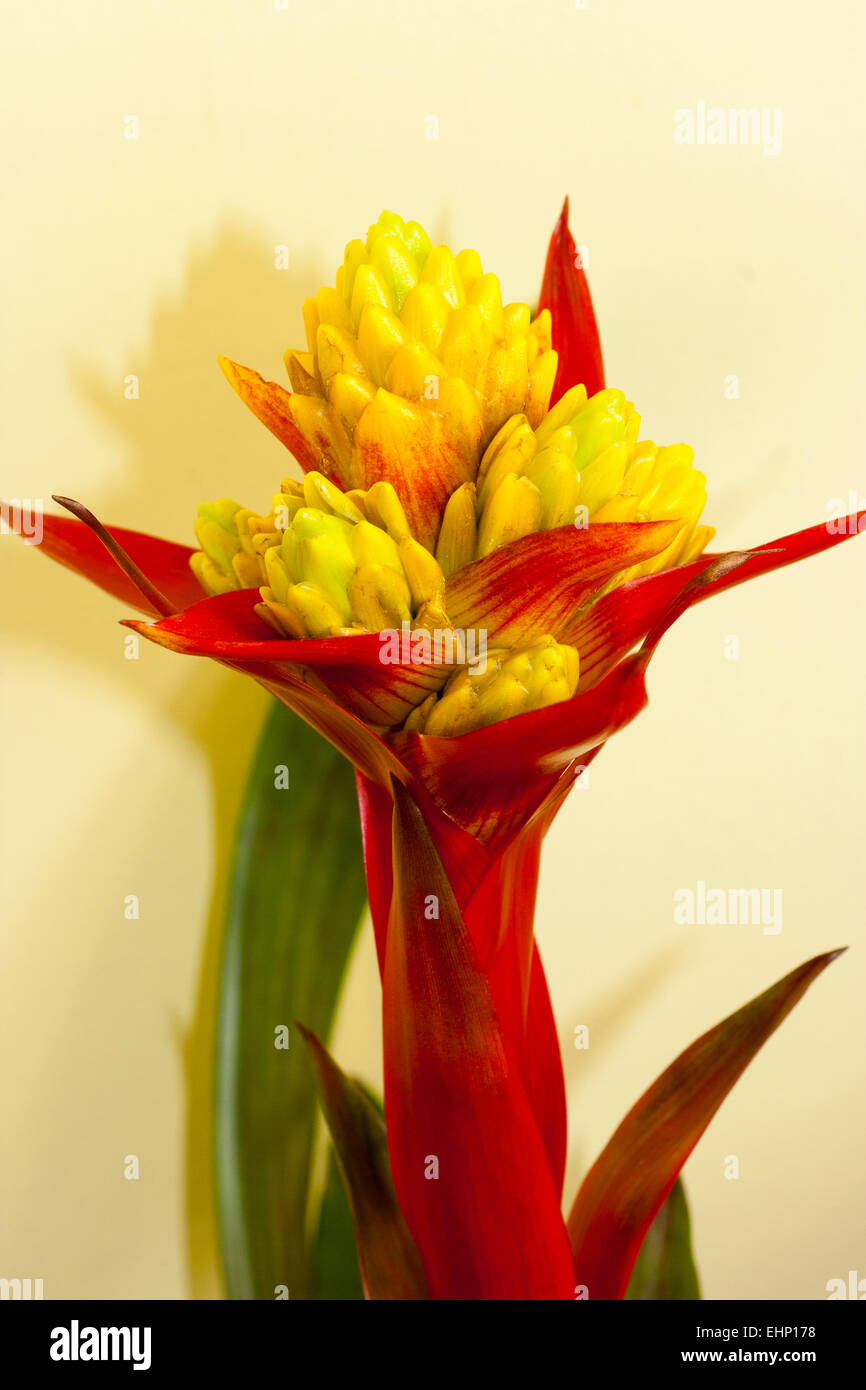 Yellow flowers and red bracts of the bromeliad, Guzmania x 'Kapoho Fire' Stock Photo