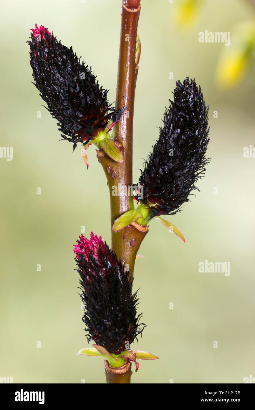Male catkins of the black pussy willow Salix gracilistyla
