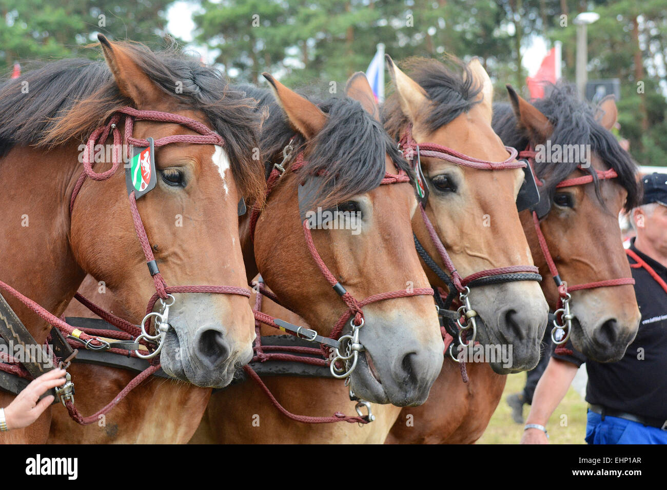 Europeans biggest draft horse show Stock Photo