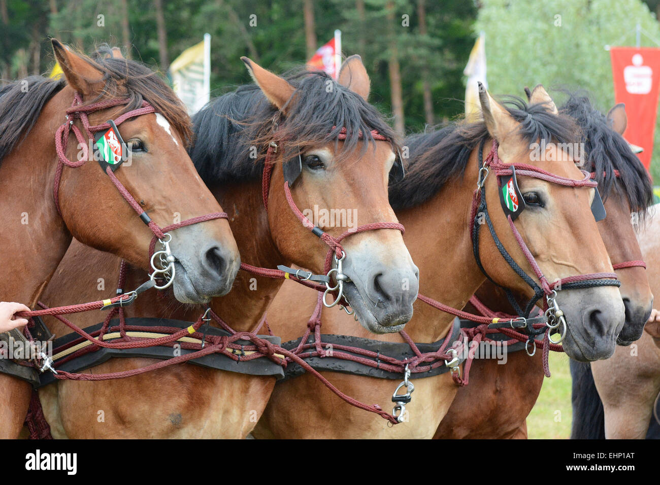 Europeans biggest draft horse show Stock Photo