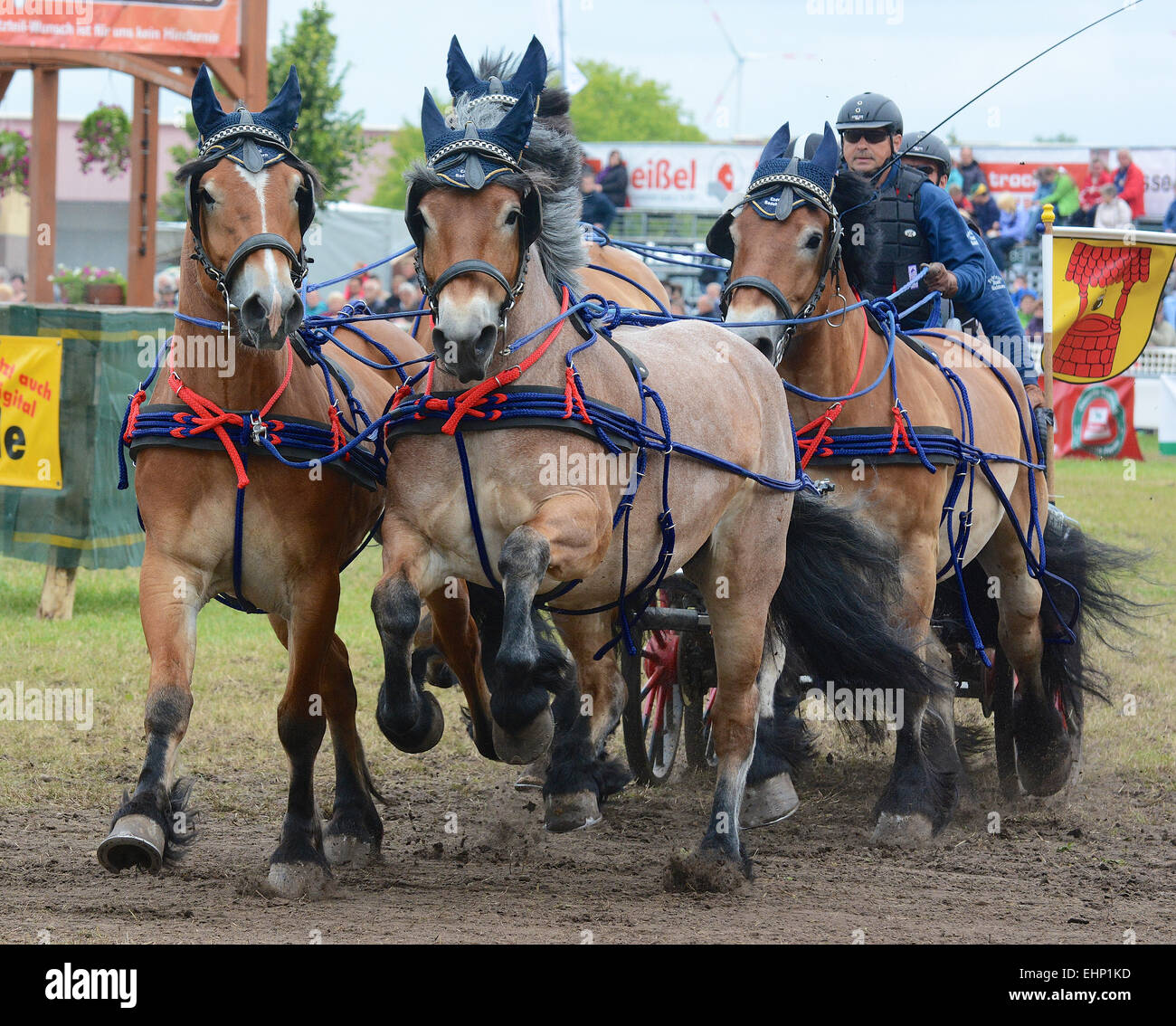 Draft Horse Racing in Germany Stock Photo